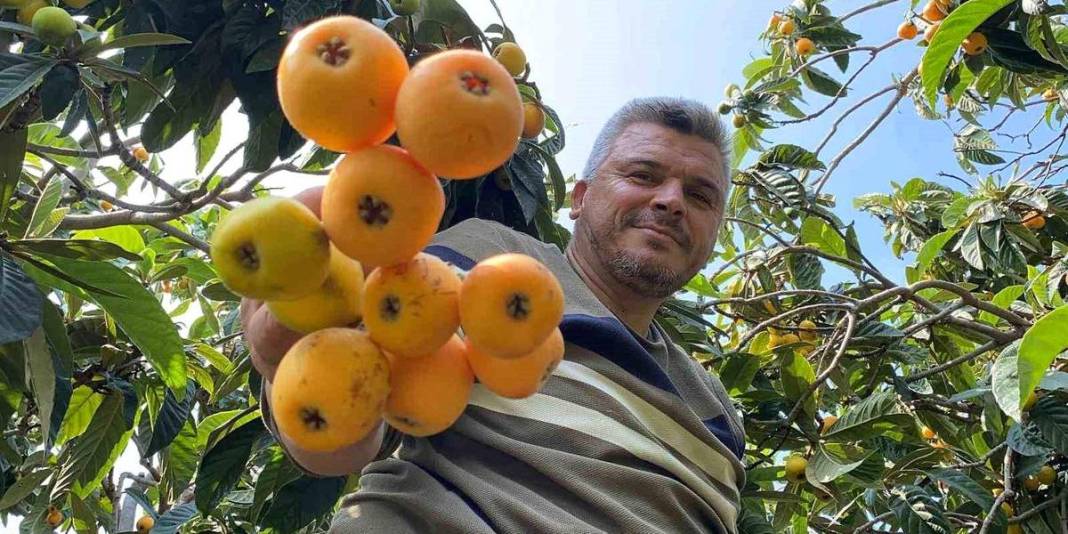 İç pazarda 100 TL, dış pazarda 4 dolar: Mersin'de "Sarı altın" için hasat saati geldi 1